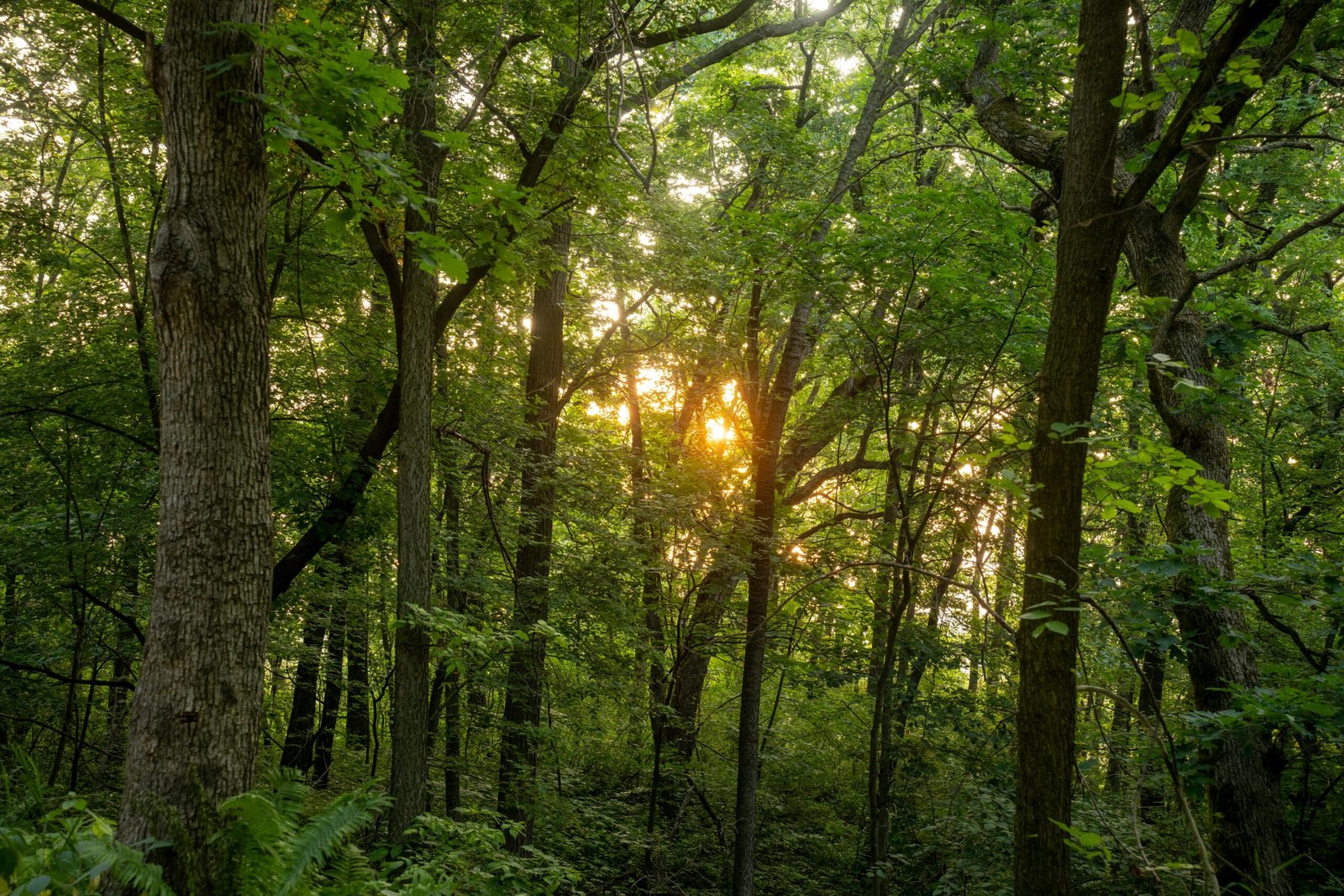 Scientists Launch Effort to Bring Back Ancient Forest Ecosystems to Battle Climate Change