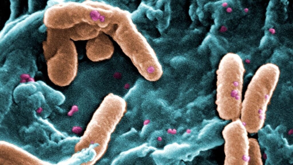 Scientists Crushed Microbes Between Steel Plates and Discovered Something Extraordinary About Life Beyond Earth