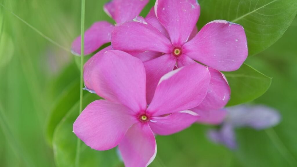 10 Extraordinary Plants with Surprising Powers You Never Knew