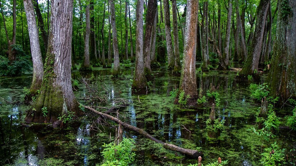 7 Astonishing Ways Plants Communicate and Interact with Each Other