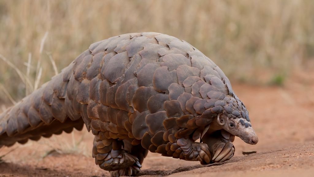 9 Endangered Animals You've Never Heard Of (And Why They Matter)