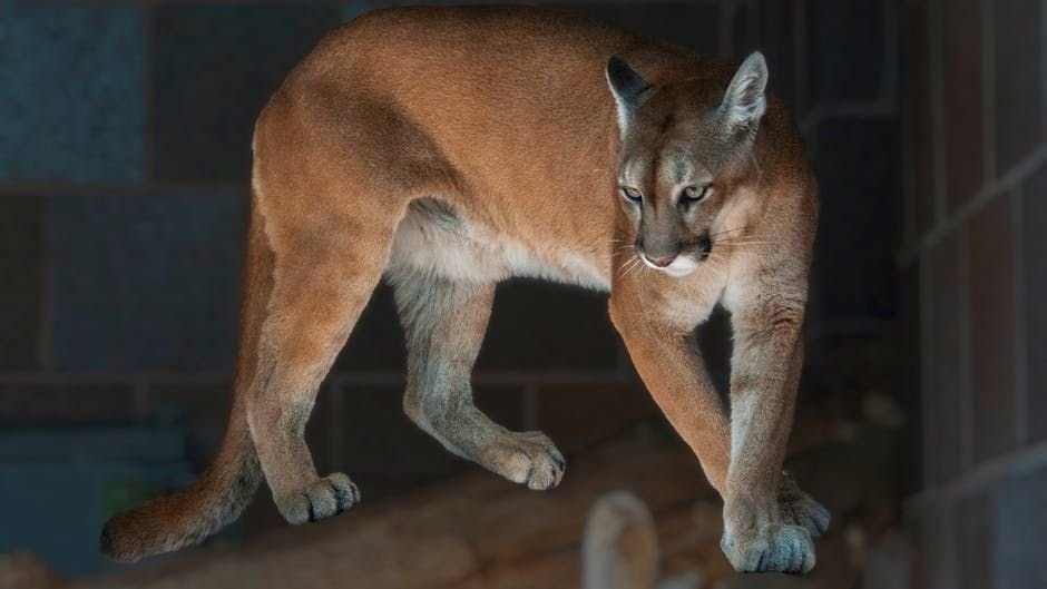 Why Are So Many Iconic American Species Facing Extinction?