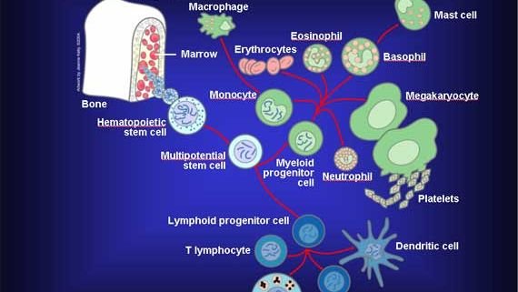 5 Amazing Ways Your Body Fights Disease You Never Knew About