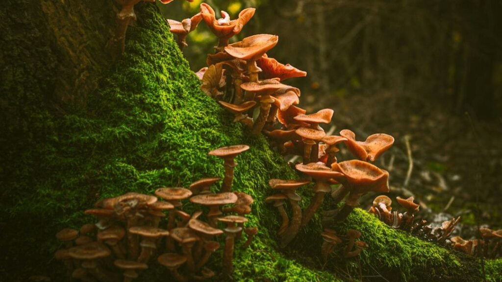 Scientists Finally Have a Clue About How Magic Mushrooms Actually Change Your Mind