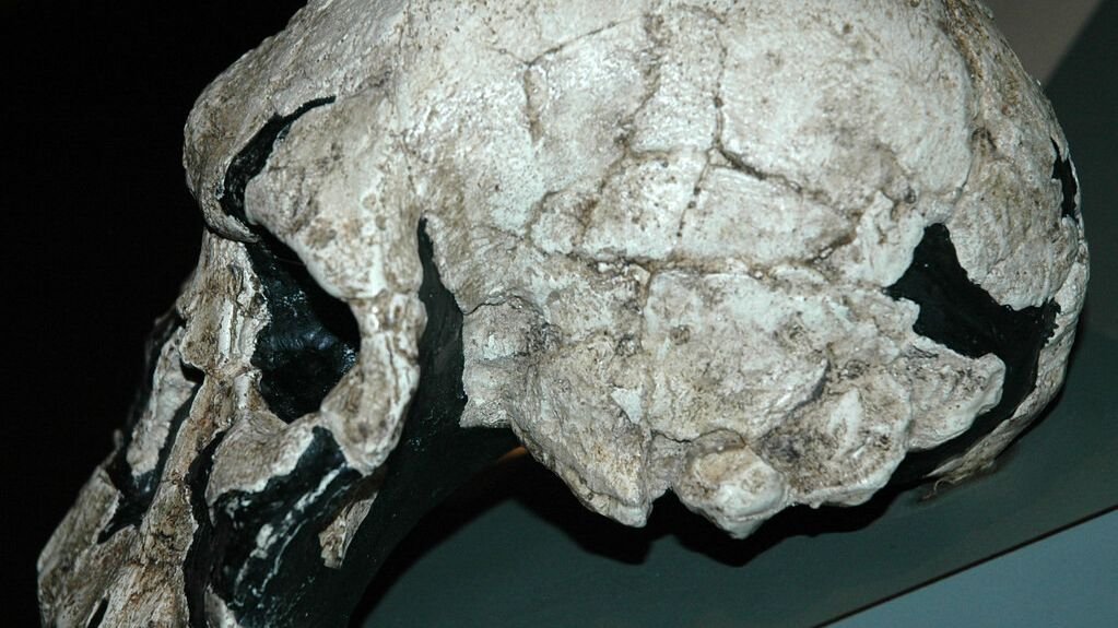 The First Human That Might Not Actually Be Human: The Strange Case of Homo Habilis