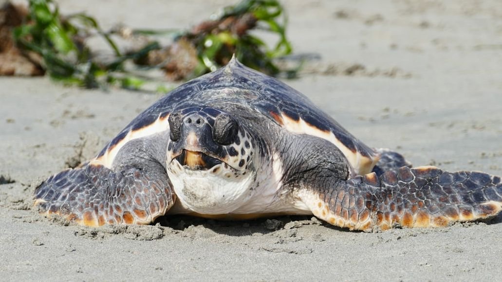 5 Endangered Species Fighting for Survival: A Look at Conservation Heroes