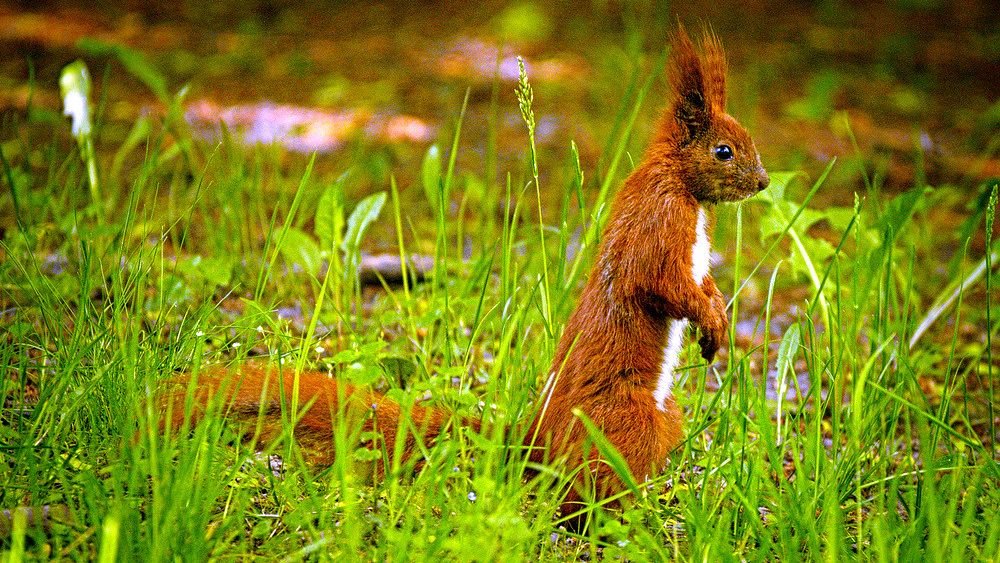 Certain Animals Possess Sensory Abilities Beyond Human Comprehension