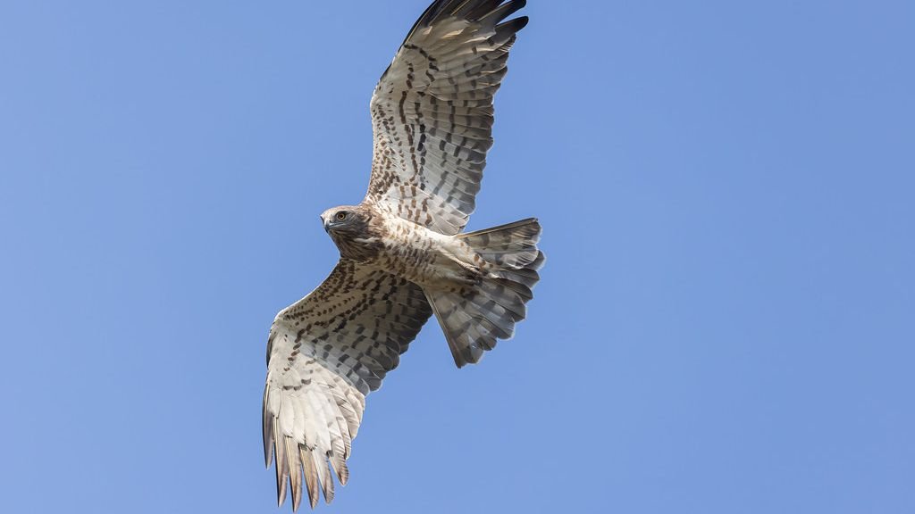 AI Paints a Perfect Picture of Rewilding by Ignoring the Chaos of Nature