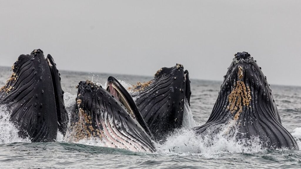 10 Bizarre Animal Behaviors Scientists Still Can't Fully Explain