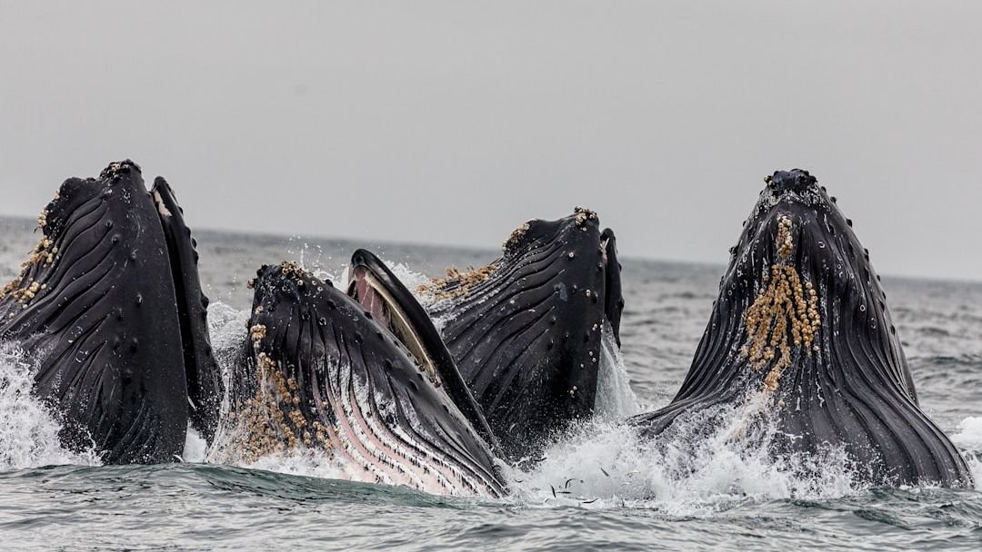 10 Bizarre Animal Behaviors Scientists Still Can’t Fully Explain