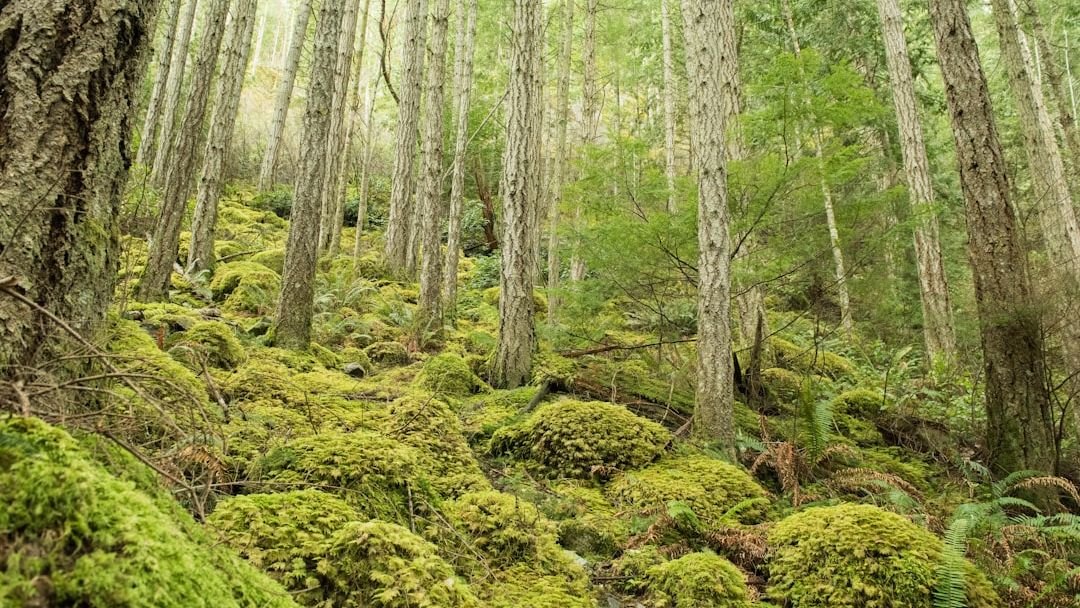 The Secret Life of Trees: How Forests Share Information Underground