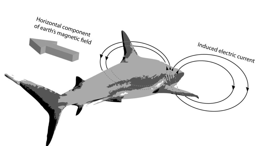Some Animals Possess Senses Beyond Our Human Comprehension