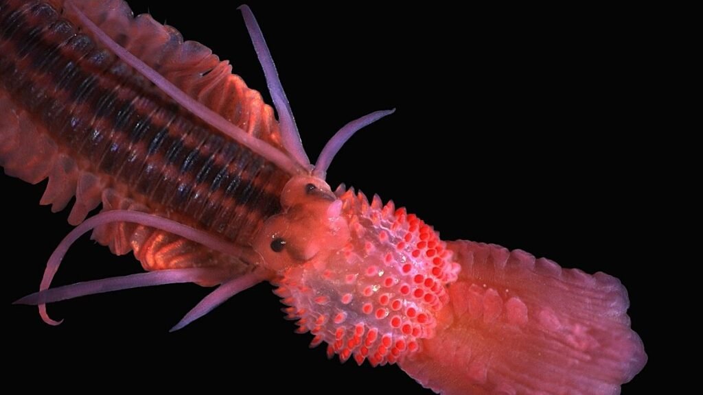 Our Planet Harbors Creatures That Seem Alien to Earth