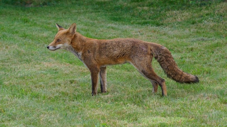 Animals Possess a Sixth Sense That Allows Them to Predict Natural Disasters