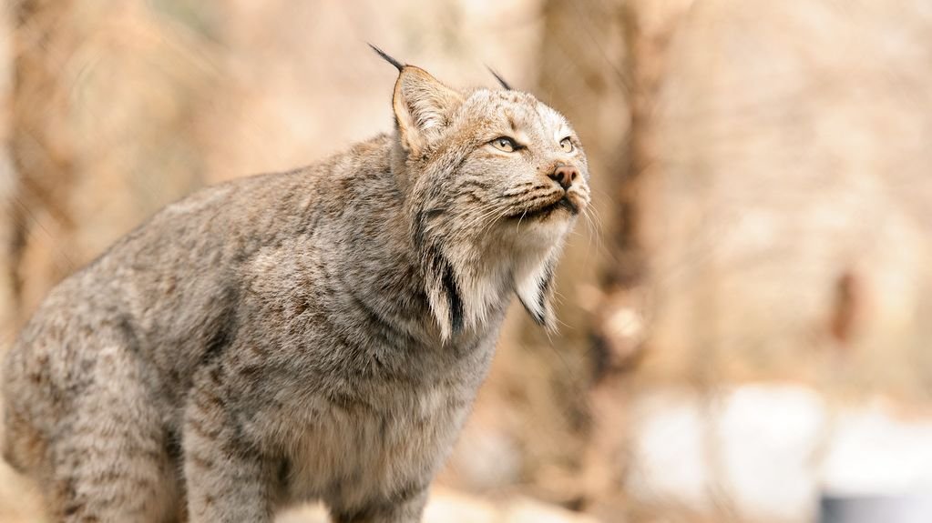 10 Unique Wildlife Species Found Only in the Untamed Wilderness of Alaska