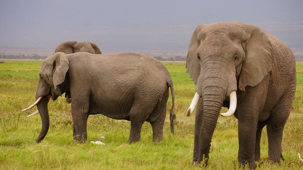 8 Incredible Ways Animals Communicate That Are Beyond Human Comprehension