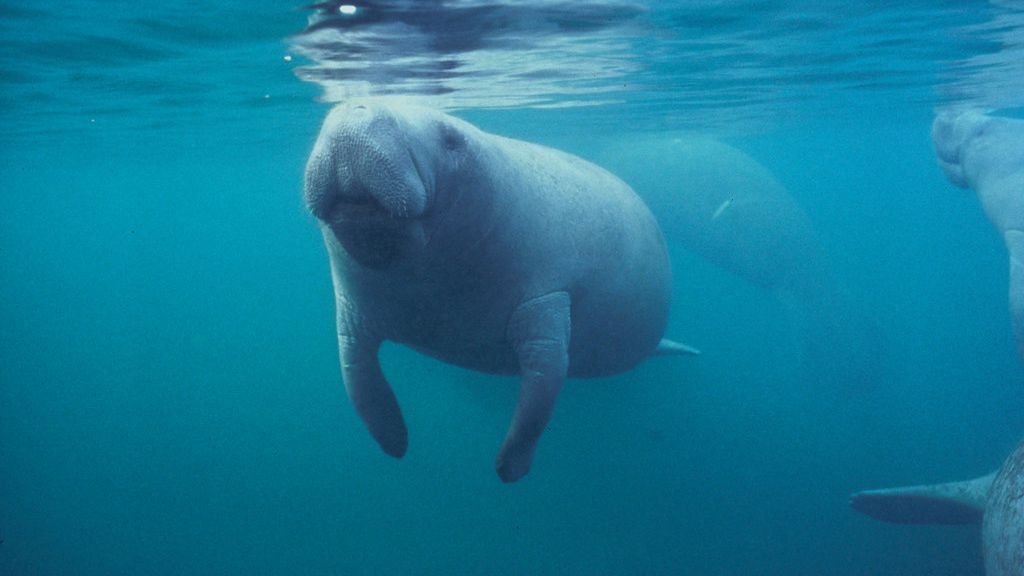 10 Endangered US Species Making a Remarkable Comeback Thanks to Conservation Efforts