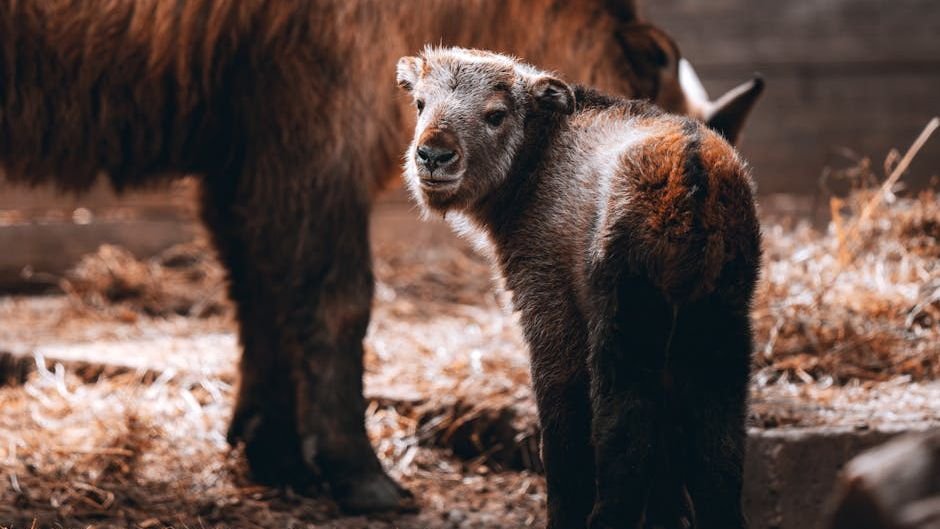 Animals Display Self-Awareness and Empathy, Challenging Previous Scientific Beliefs