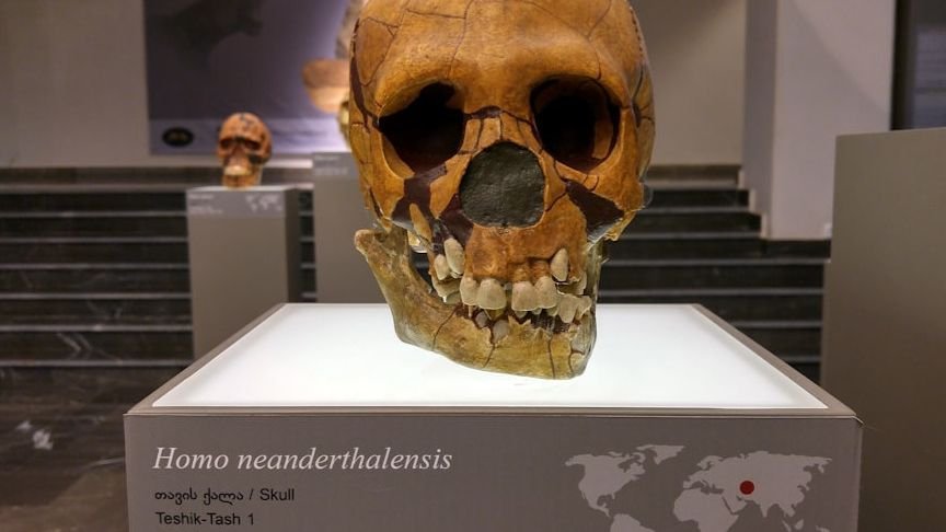 Neanderthals Were Catching And Eating Pond Turtles In Central Europe Way Earlier Than We Thought