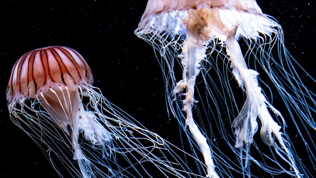 Some Species of Jellyfish Are Biologically Immortal, Defying the Aging Process