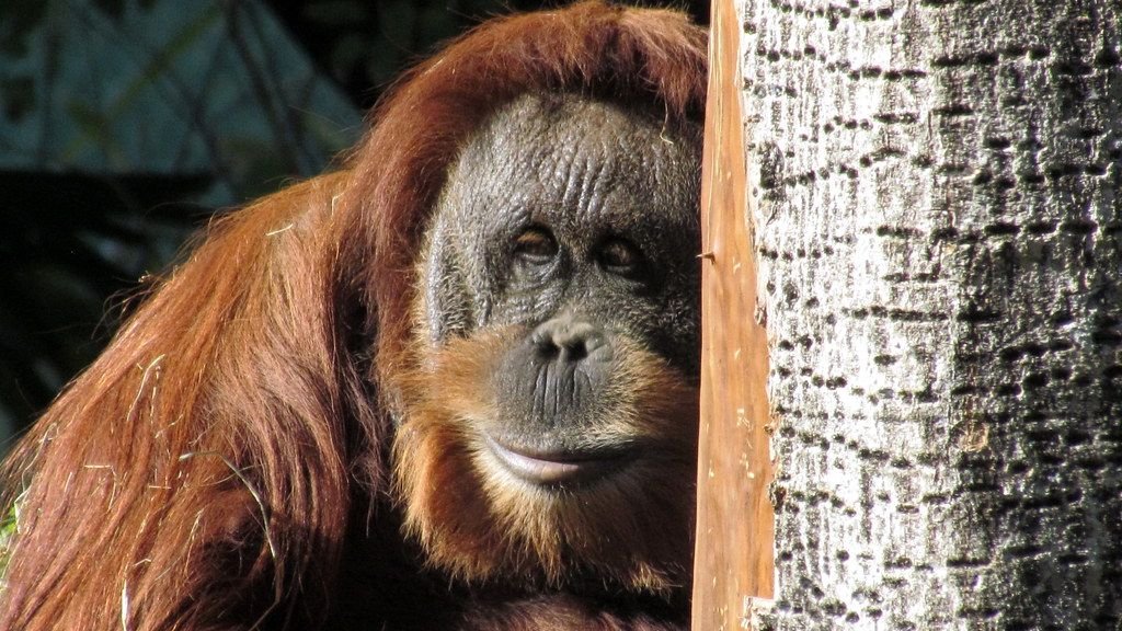 8 Endangered Species Whose Survival Holds Key Scientific Insights