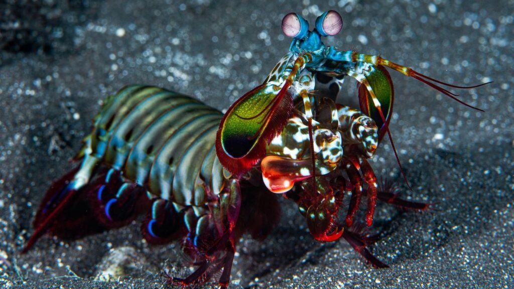 8 Amazing Creatures That Possess Senses Beyond Human Imagination