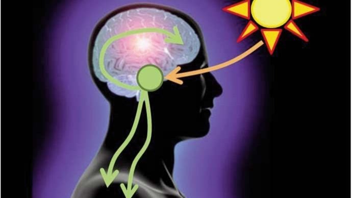 Our Bodies Have an Internal Clock. Here's How It Works.