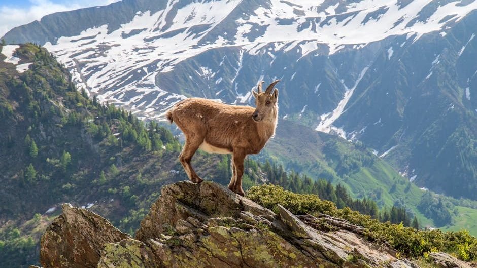 7 Incredible Ways Animals Adapt to Earth's Harshest Environments