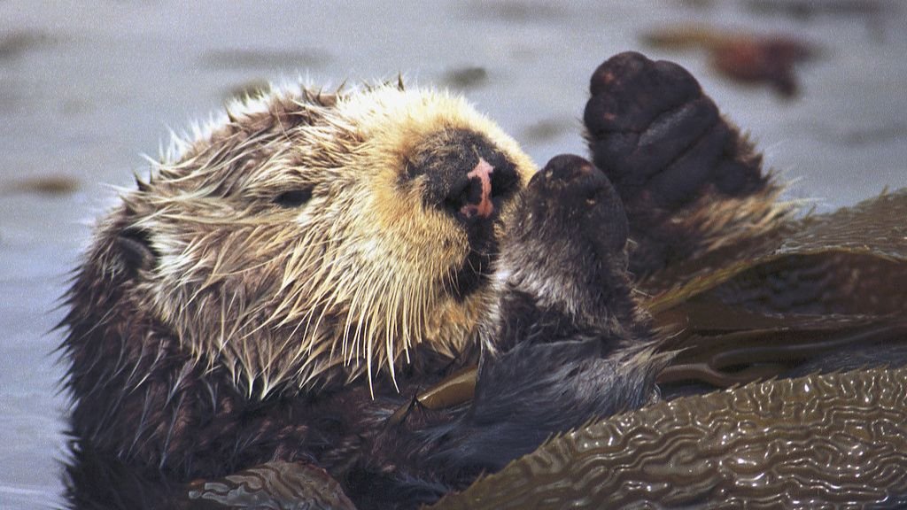 8 Endangered Species You Probably Didn't Know Were Crucial to Ecosystems