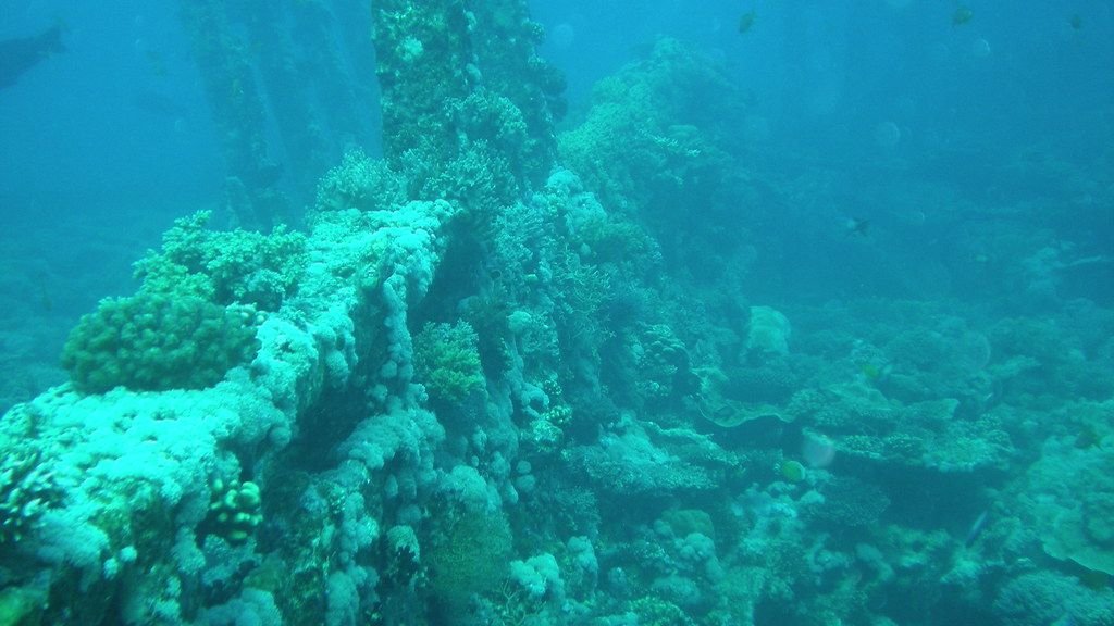 Sunken WWII Weapons Are Quietly Poisoning One of the Ocean's Most Beautiful Ecosystems