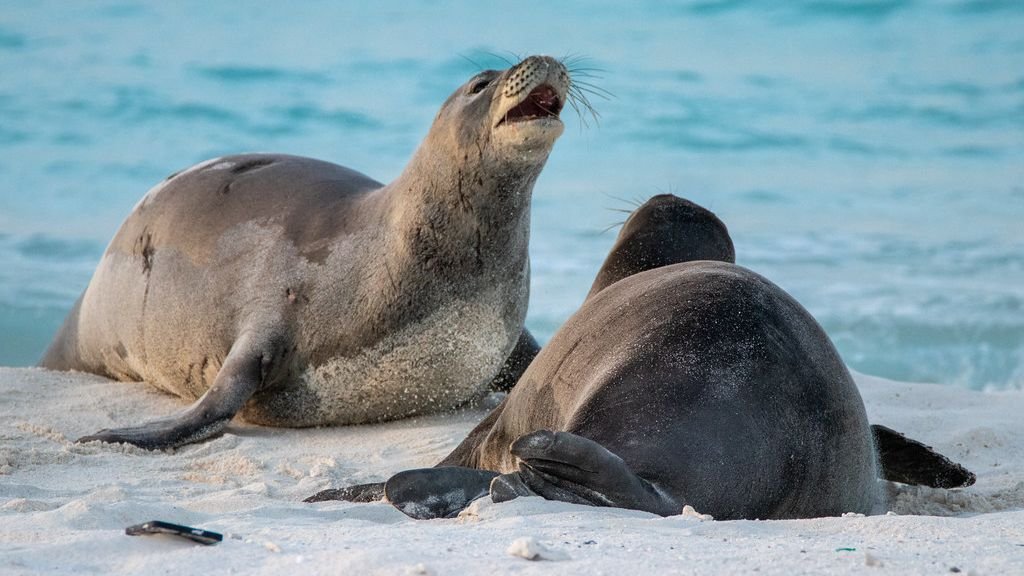 8 Endangered Species You Can Help Save: A Look at US Conservation Efforts