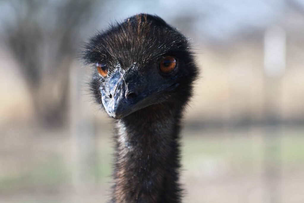 The Australian Military Declared War on 20,000 Emus. The Birds Won.