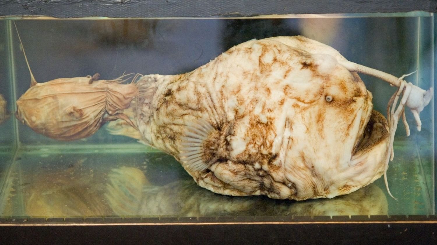 9 Creatures of the Deep Sea That Look Like They’re From Another Planet
