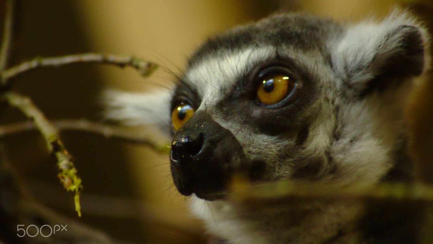 Why Some Animals Can See Colors We Can Only Imagine