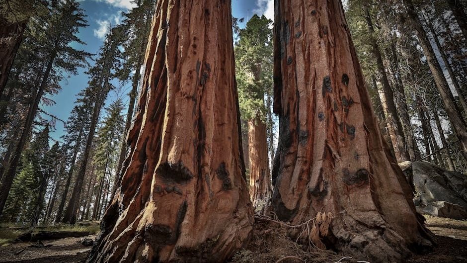 Our Planet's Oldest Trees: Living Witnesses to Earth's Ancient Past