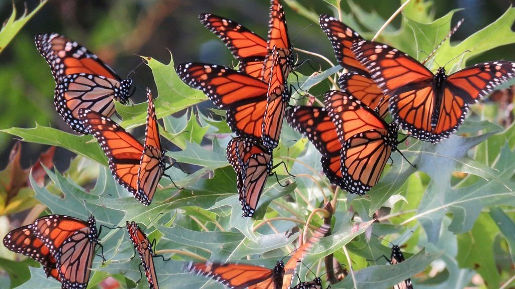 The Incredible Journey of Monarch Butterflies Across Continents