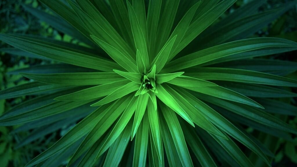 The Grand Design: How Nature's Patterns Shape Our World