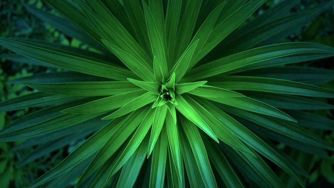 The Grand Design: How Nature’s Patterns Shape Our World