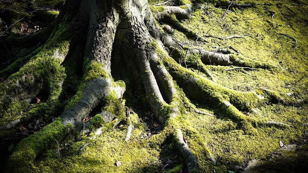 The Silent Language of Trees: How Forests Communicate Underground