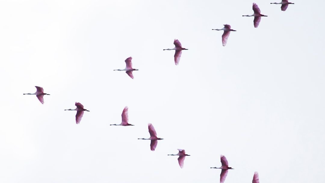 The Incredible Journey: How Birds Navigate Thousands of Miles