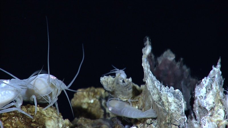 10 Amazing Adaptations That Allow Animals to Live in Extreme Places