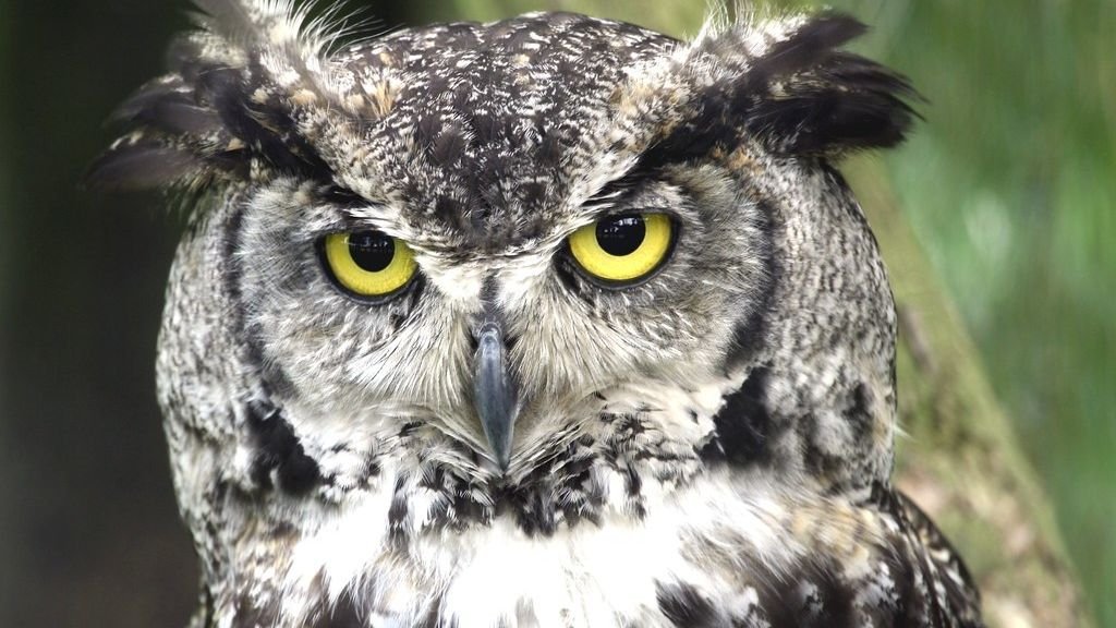 The Science of Sound: How Animals 'See' with Their Ears