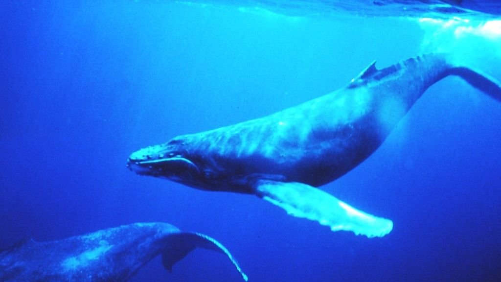 7 Incredible Ways Animals Communicate Beyond Our Understanding