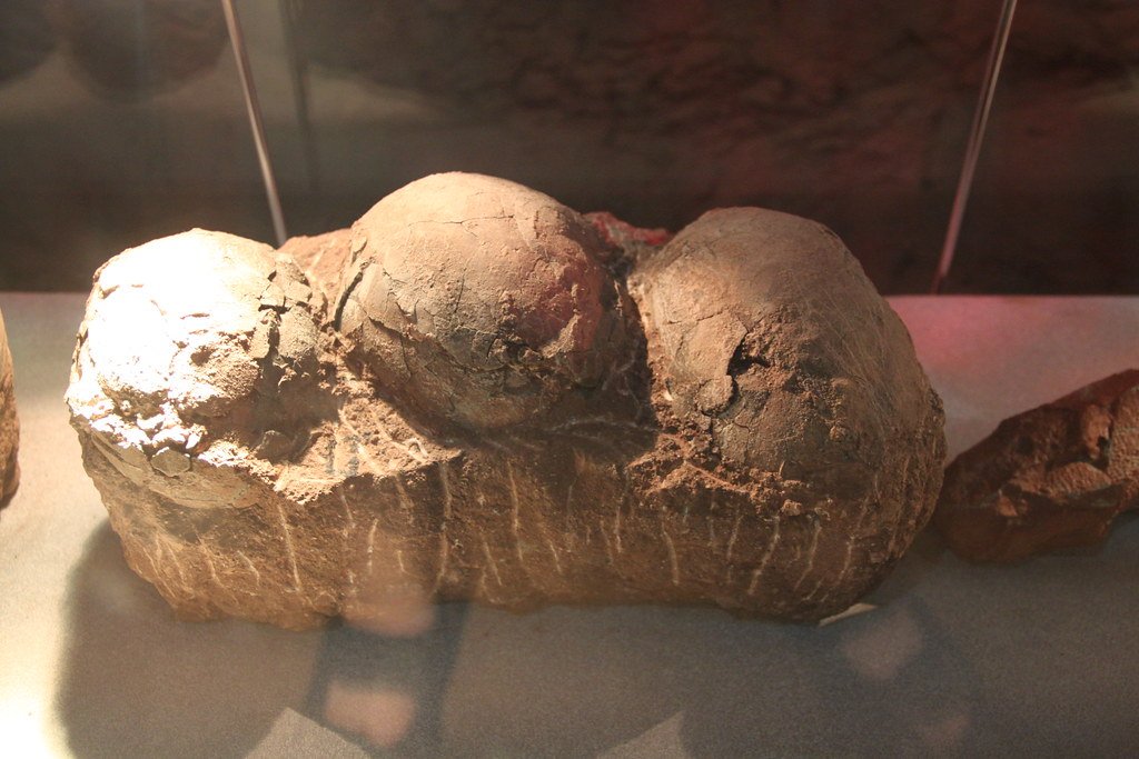 Ancestors of mammals laid eggs, says new fossil evidence