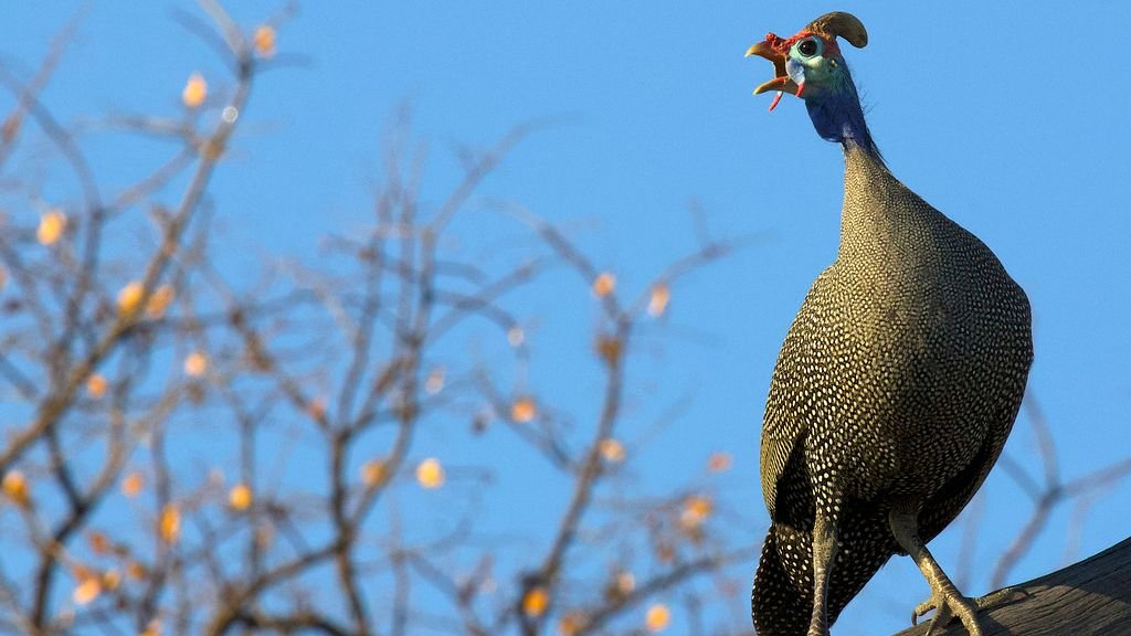 10 Extraordinary Animals With Survival Adaptations You Won't Believe