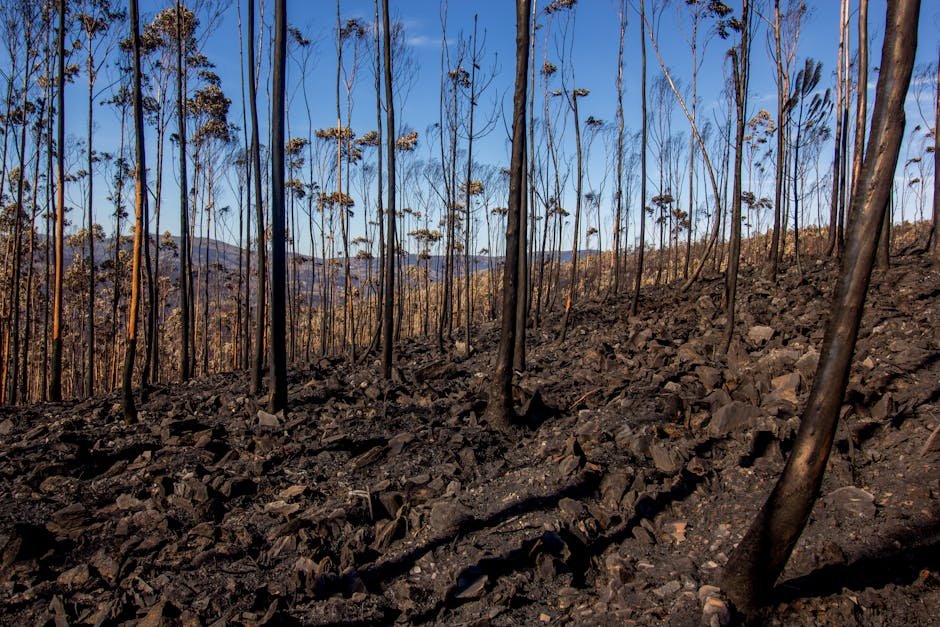 Australia declares mainland alpine ash forests endangered