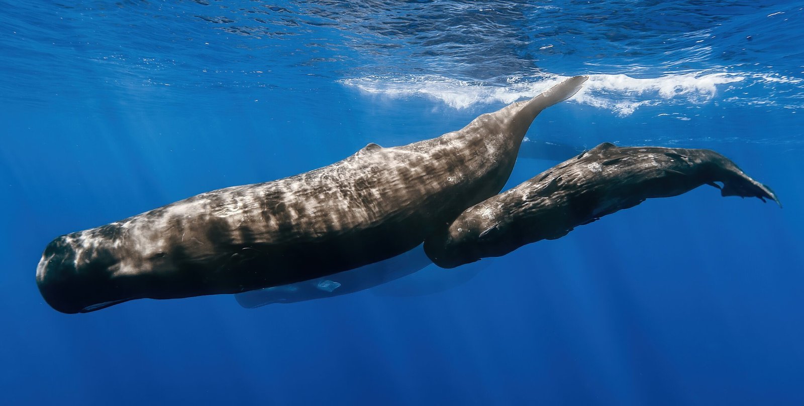 Sperm whale clicks follow similar rules to human speech
