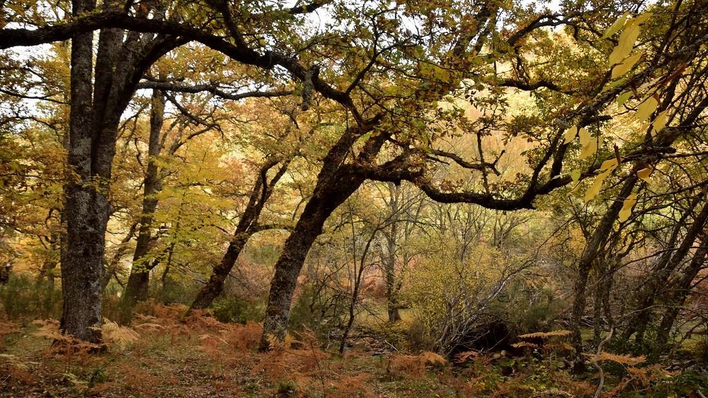 12 Incredible Ways Plants Communicate With Each Other