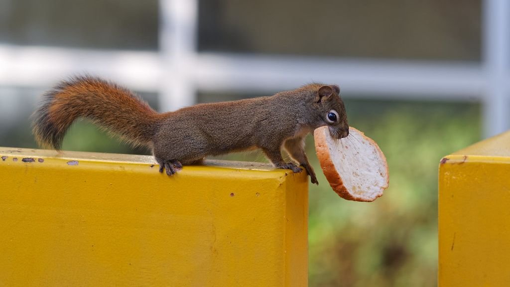 10 Clever Ways Animals Have Adapted to City Life