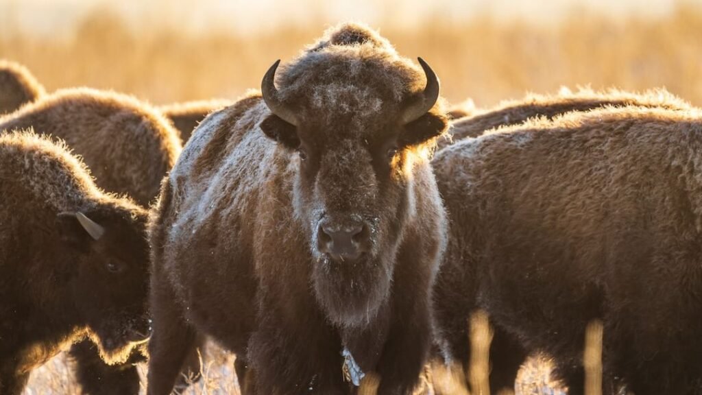 8 Amazing Facts About the North American Bison's Epic Comeback Story